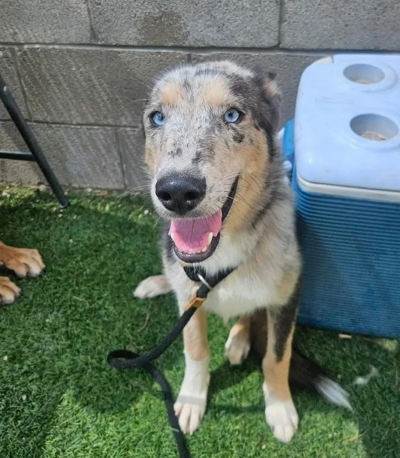 A young medium-sized male Catahoula Leopard Dog dog named Ricky for adoption in Sedalia, CO