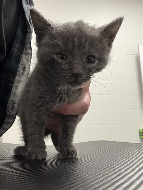 A baby small-sized male Domestic Short Hair cat named Cyrus for adoption in Indianapolis, IN