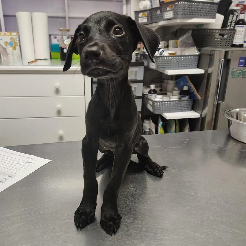 A baby small-sized female Black Labrador Retriever dog named Lucy for adoption in Vieques, PR
