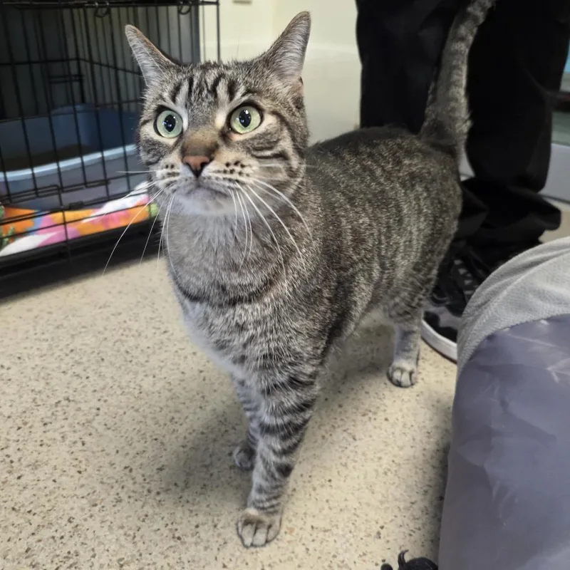 An adult large-sized male Brown / Chocolate Domestic Short Hair cat named Dexter for adoption in Oshkosh, WI