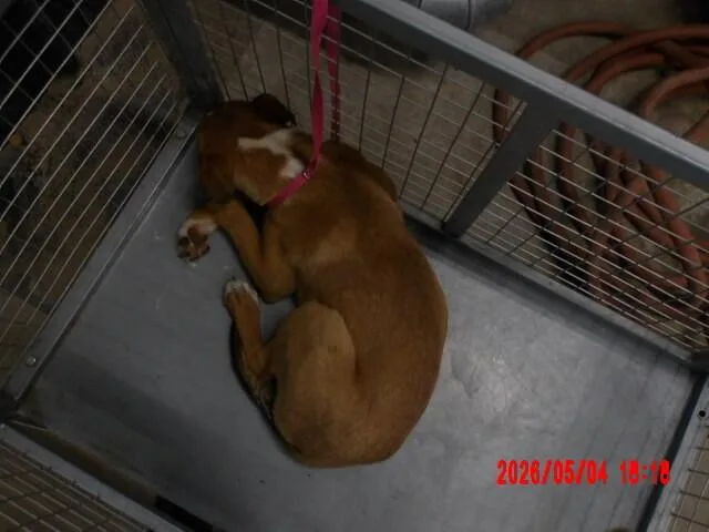 An adult medium-sized male Brown / Chocolate Mixed Breed dog named Yamcha for adoption in Hobbs, NM