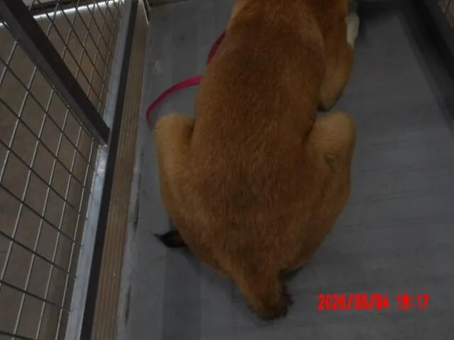Yamcha thumbnail 2