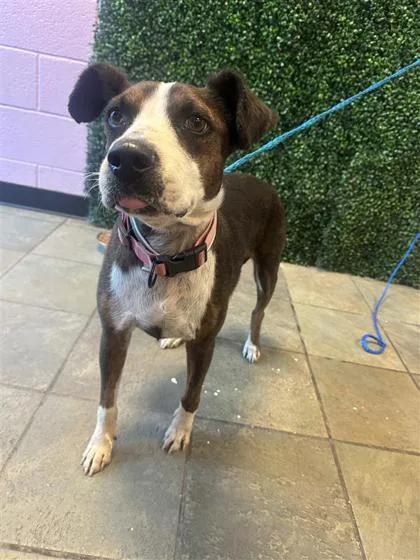 An adult medium-sized female Mixed Breed dog named Cecil for adoption in El Paso, TX
