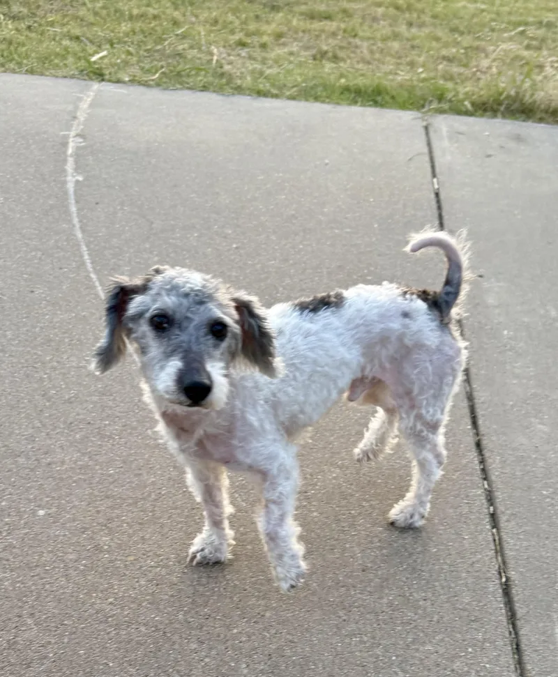 An adult small-sized male White / Cream Miniature Poodle dog named Thacker for adoption in Ennis, TX