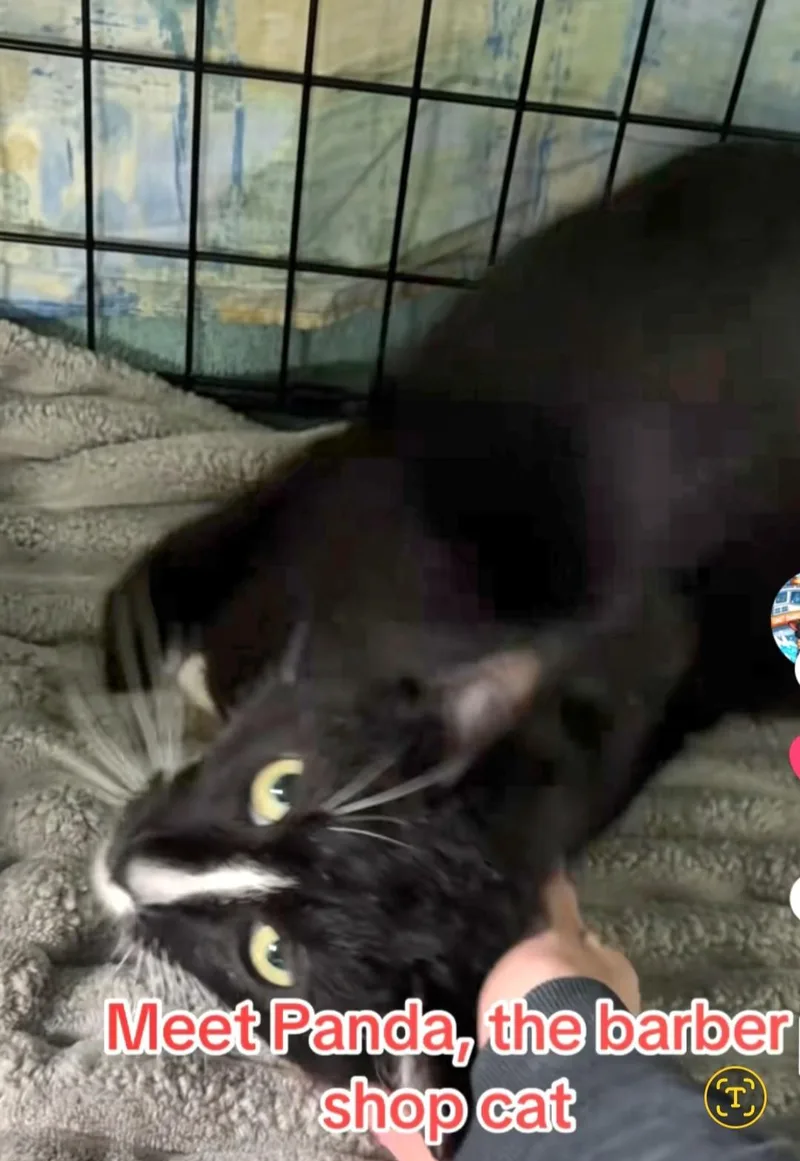 A young medium-sized male Black & White / Tuxedo Domestic Short Hair cat named Panda for adoption in East Brunswick, NJ