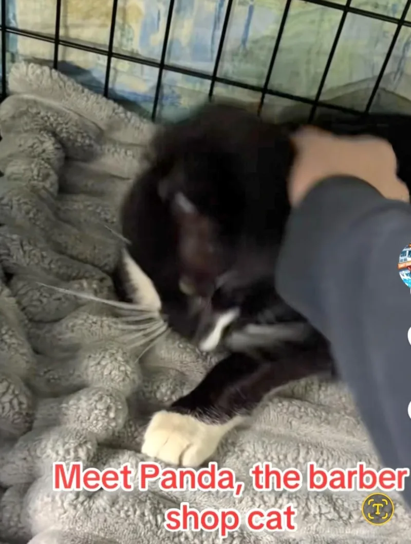 Panda thumbnail 2