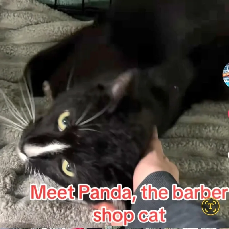 Panda thumbnail 3