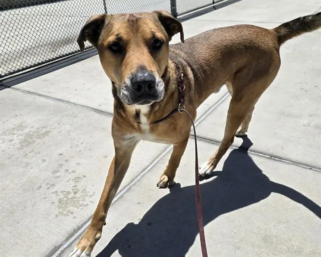 An adult large-sized male German Shepherd Dog dog named Green Velvet for adoption in Denver, CO