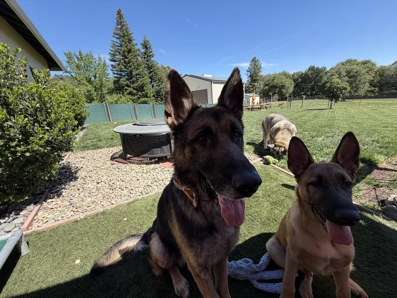 An adult large-sized male Brown / Chocolate German Shepherd Dog dog named Bodie for adoption in Fulton, CA