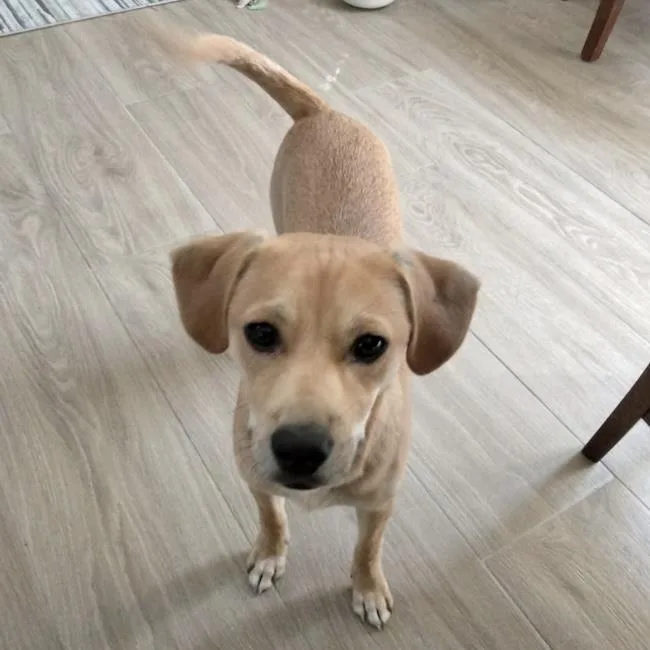 A young small-sized male Miniature Pinscher dog named Louis for adoption in San Diego, CA