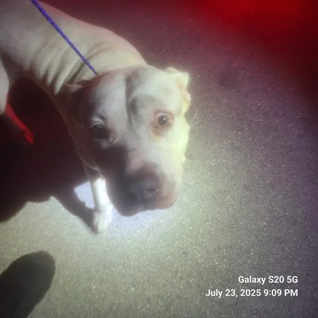 An adult large-sized female American Bulldog dog named Pupa for adoption in Miami, FL
