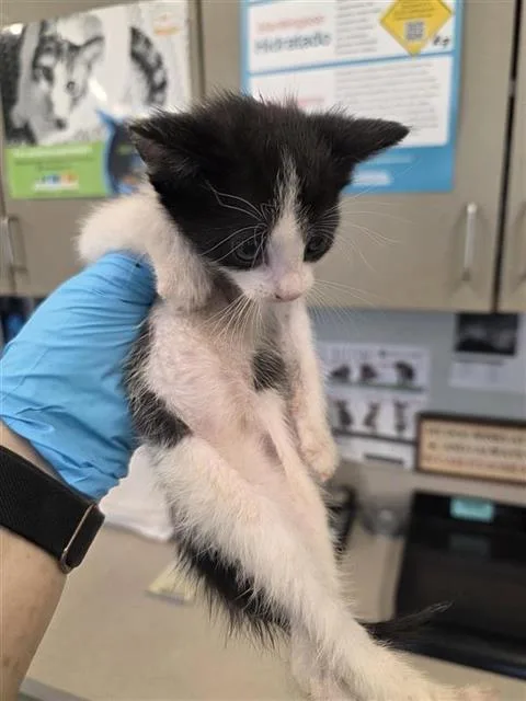 A baby small-sized male Domestic Short Hair cat named Cecil for adoption in San Antonio, TX