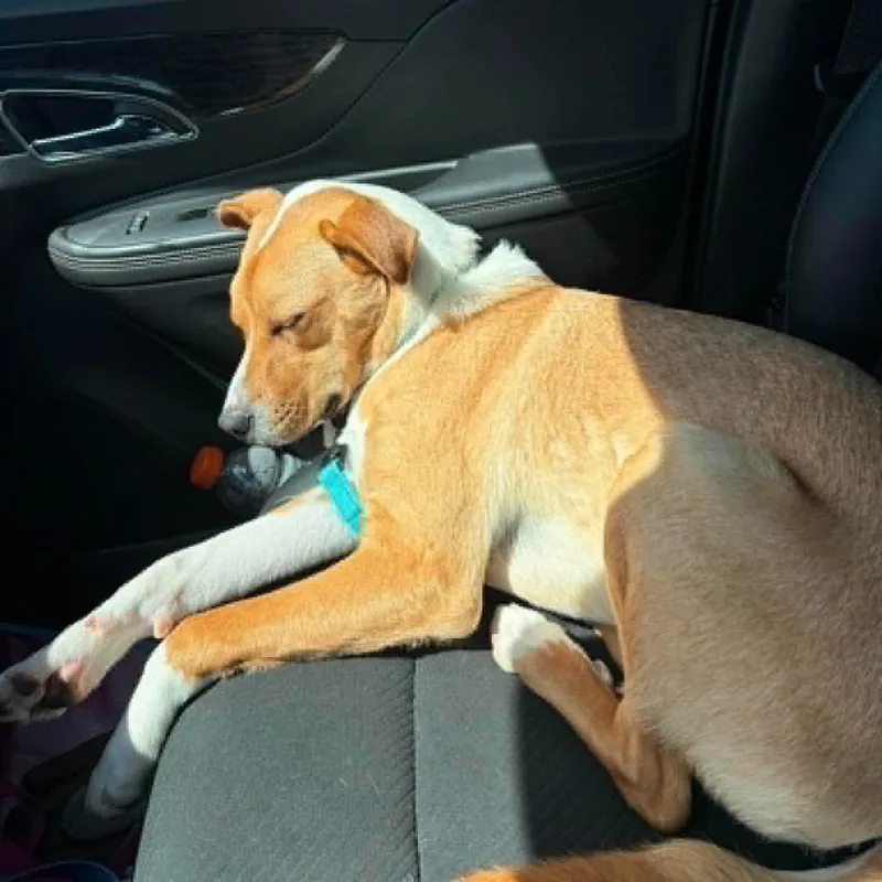 A young medium-sized female Brown / Chocolate Mixed Breed dog named Vizzini for adoption in Buffalo, MN