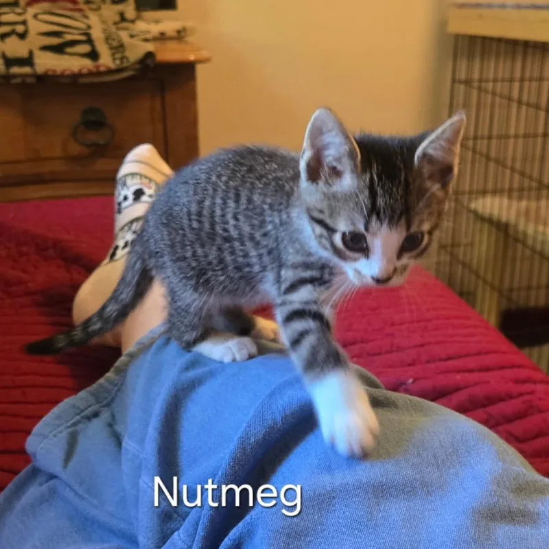 A baby small-sized female Brown / Chocolate Domestic Short Hair cat named Nutmeg for adoption in Franklin, NC