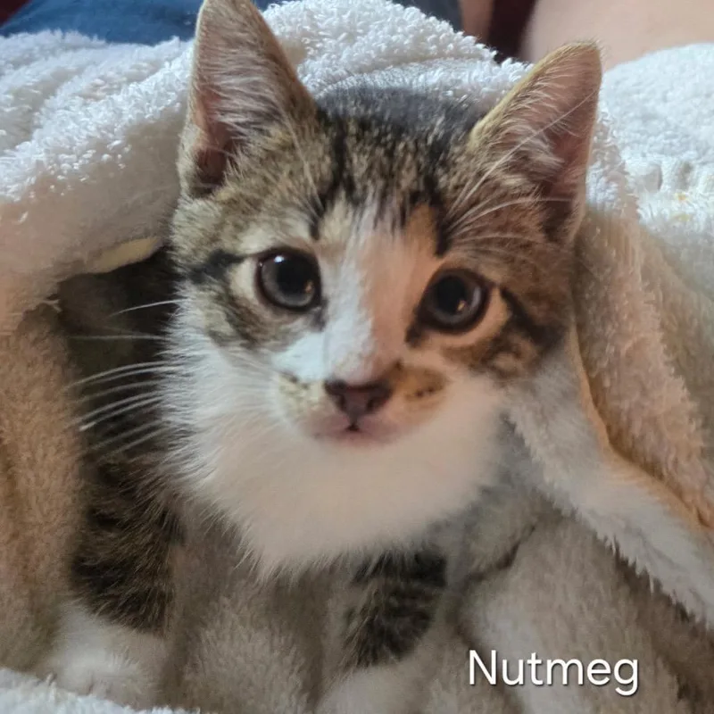Nutmeg thumbnail 2