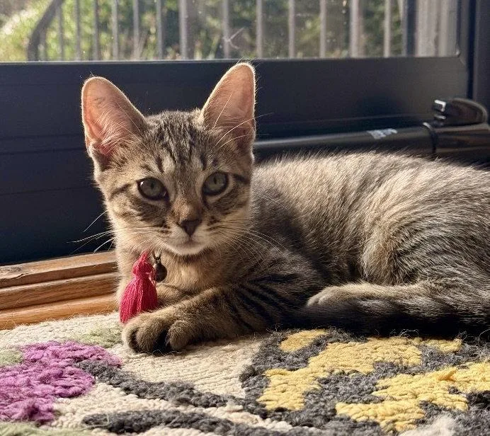 A young medium-sized female Tabby cat named Zuchini for adoption in Garner, NC