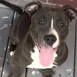 An adult large-sized female Gray / Blue / Silver American Staffordshire Terrier dog named Luna Pie for adoption in Philadelphia, PA