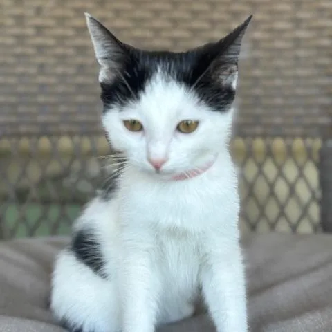 A young small-sized female White Domestic Short Hair cat named Amore' for adoption in Riverside, CA