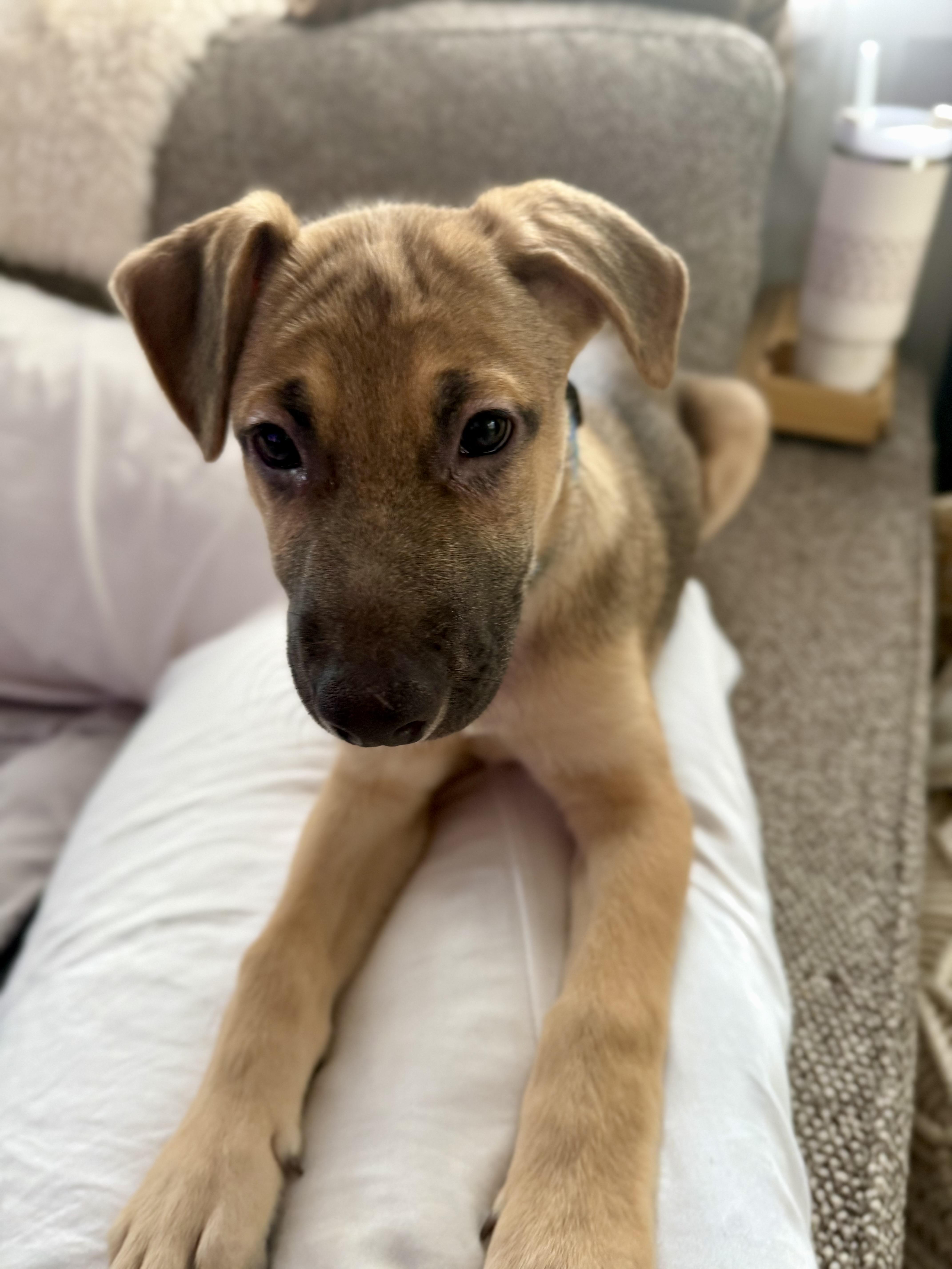 Biscuit