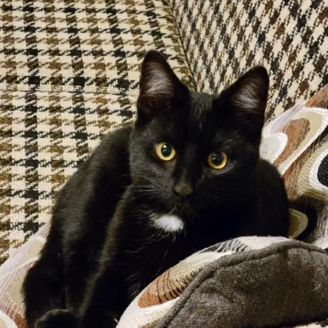 A young small-sized male Black Domestic Short Hair cat named Jojo for adoption in Yucaipa, CA