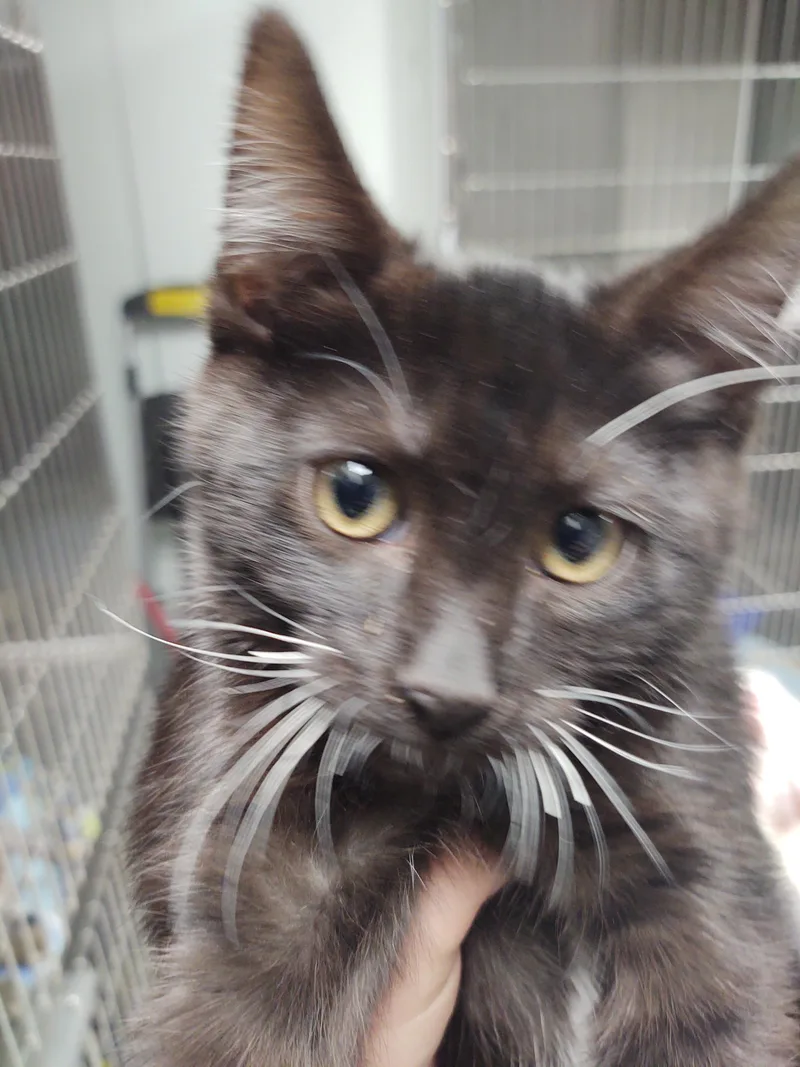 A baby small-sized male Domestic Short Hair cat named Leo for adoption in Chico, CA
