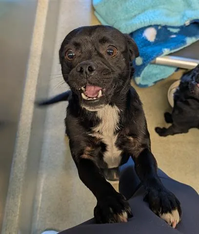 A young small-sized male Pug dog named Luca for adoption in San Martin, CA