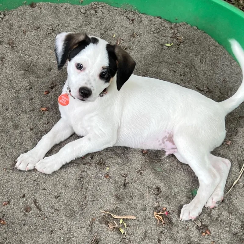 A baby medium-sized male Gray / Blue / Silver Cattle Dog dog named Quarter for adoption in Portland, OR