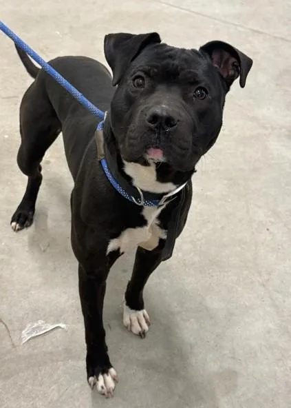 A young large-sized male Pit Bull Terrier dog named Dipper for adoption in Toledo, OH