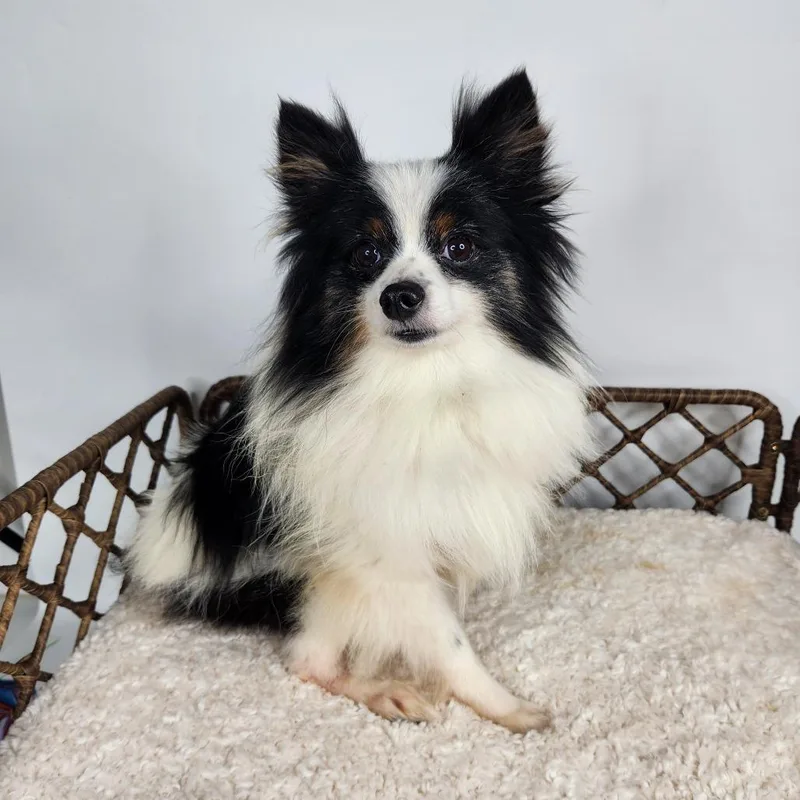 An adult small-sized male Black Pomeranian dog named Heathrow for adoption in Fort Wayne, IN