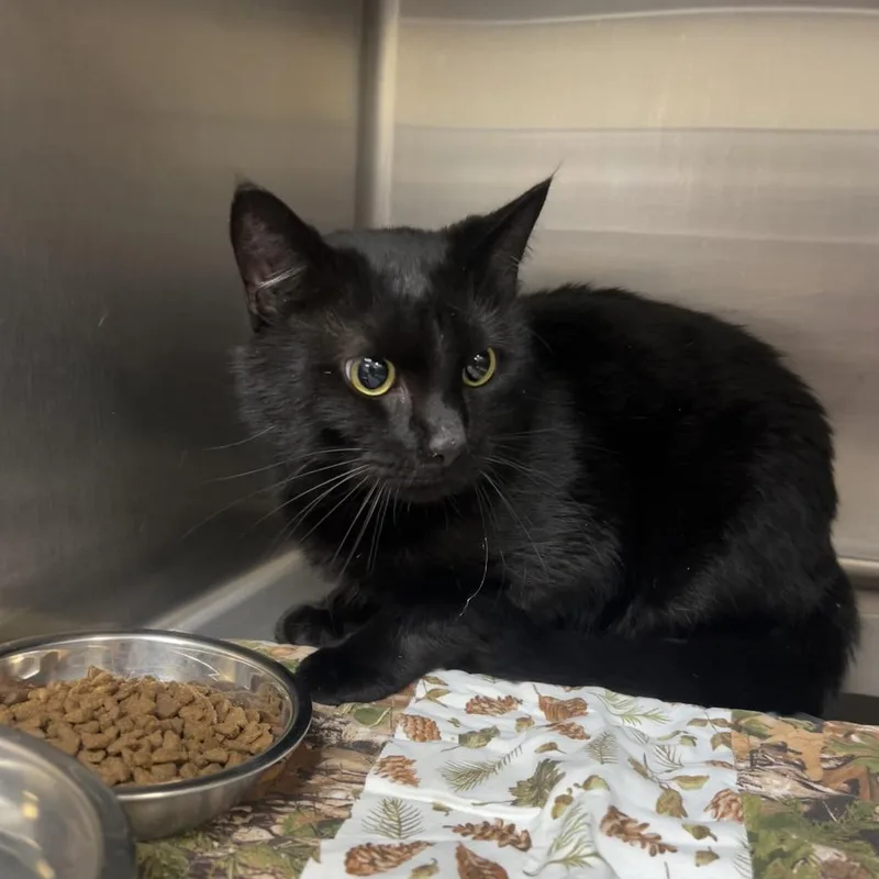 An adult medium-sized male Black Domestic Short Hair cat named Jingles for adoption in Indianapolis, IN
