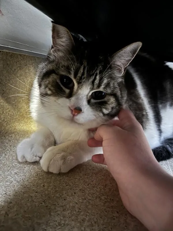 A senior small-sized male Domestic Short Hair cat named Zephyn for adoption in Santa Rosa, CA