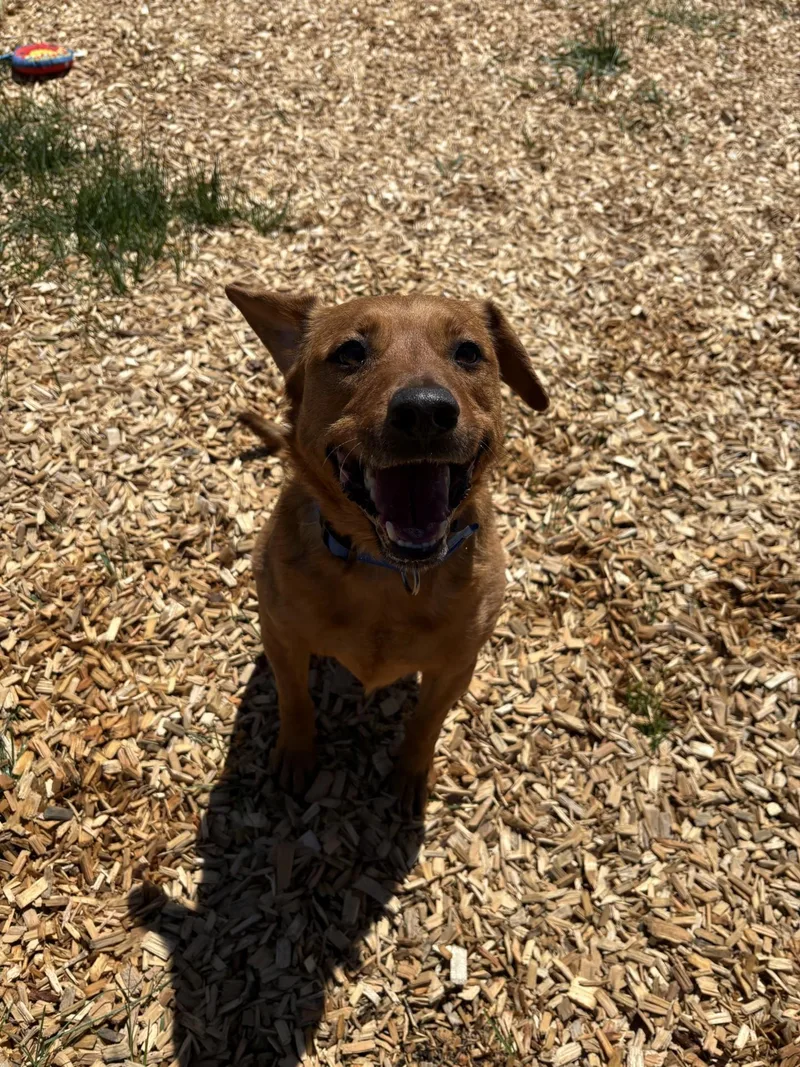 A young medium-sized male Red / Chestnut / Orange Beagle dog named Chewy for adoption in West Warwick, RI