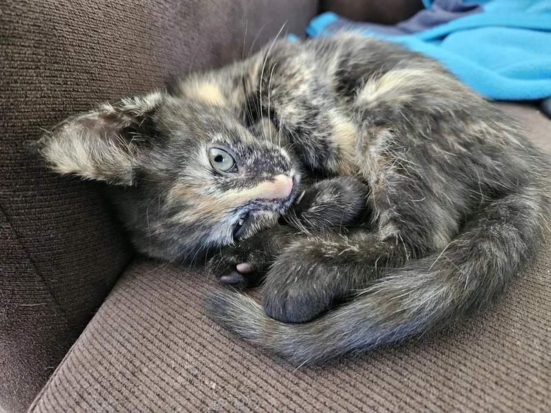 A baby medium-sized female Torbie cat named Zany for adoption in Georgetown, KY
