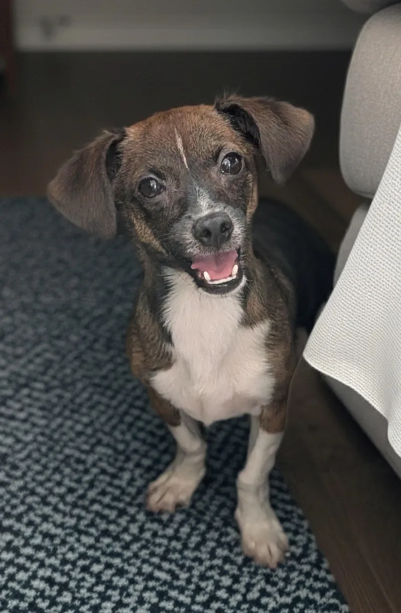 A young small-sized female Tricolor (Brown, Black, & White) Chihuahua dog named Boop for adoption in Baton Rouge, LA