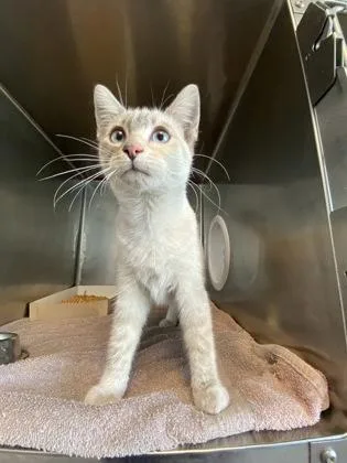 A baby small-sized female Seal Point Siamese cat named Oyestah! for adoption in El Paso, TX