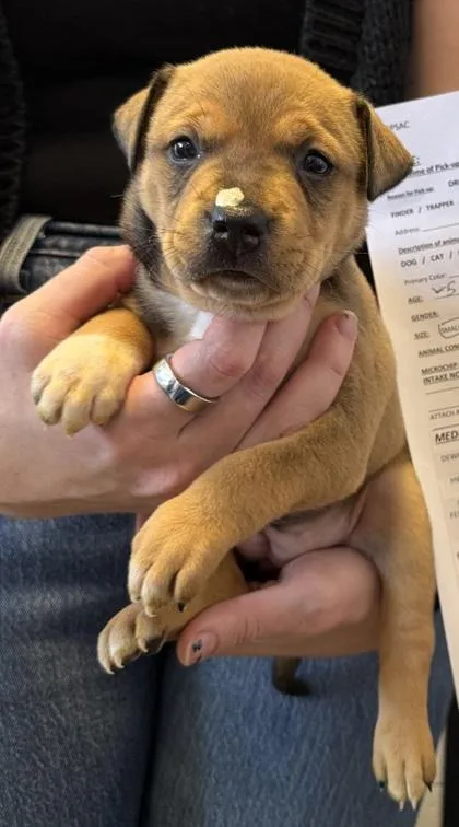 A baby small-sized female Mixed Breed dog named #3 for adoption in Port Allen, LA