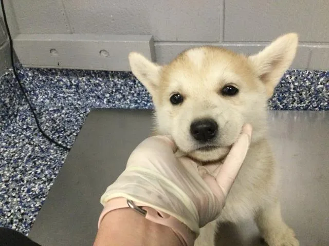 A baby small-sized male Siberian Husky dog named Billy for adoption in Thousand Palms, CA