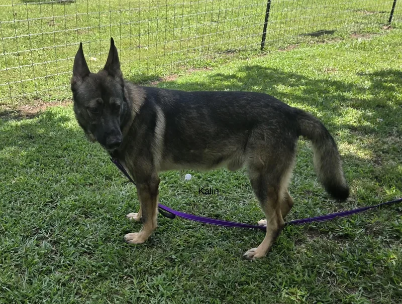 An adult large-sized male German Shepherd Dog dog named Kalin for adoption in Rome, GA
