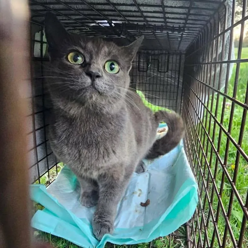 An adult medium-sized female Gray / Blue / Silver Domestic Short Hair cat named Prue for adoption in Hedgesville, WV