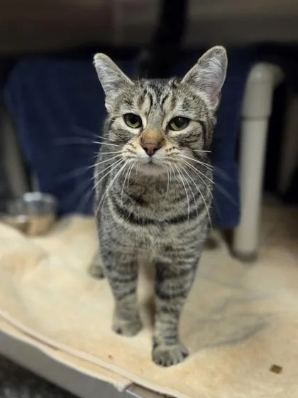 A young medium-sized female Domestic Short Hair cat named Rootbeer for adoption in Westland, MI