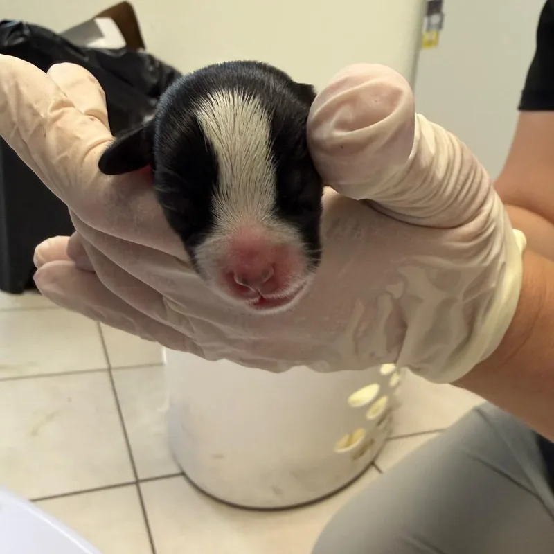 A baby small-sized male Black Shih Tzu dog named Cilantro for adoption in Newark, NJ