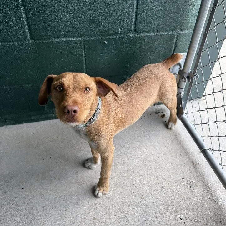 A young small-sized male Yellow / Tan / Blond / Fawn Jack Russell Terrier dog named Minion Business for adoption in Carencro, LA