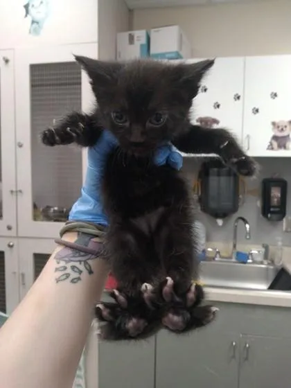 A baby small-sized female Domestic Short Hair cat named Magnetite for adoption in Palm Coast, FL