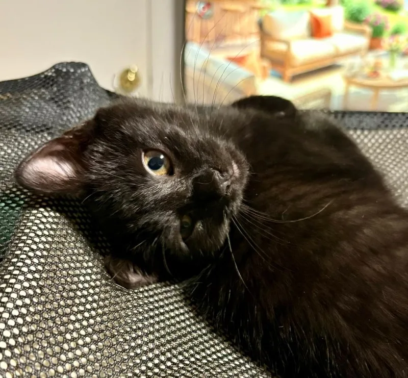 A baby medium-sized female Black Domestic Short Hair cat named Nessie & Maisie for adoption in Lemoyne, PA