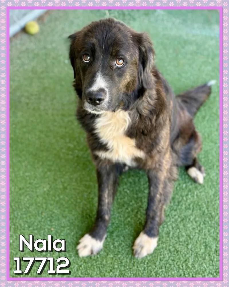An adult medium-sized female Brindle Border Collie dog named Nala for adoption in Marietta, GA