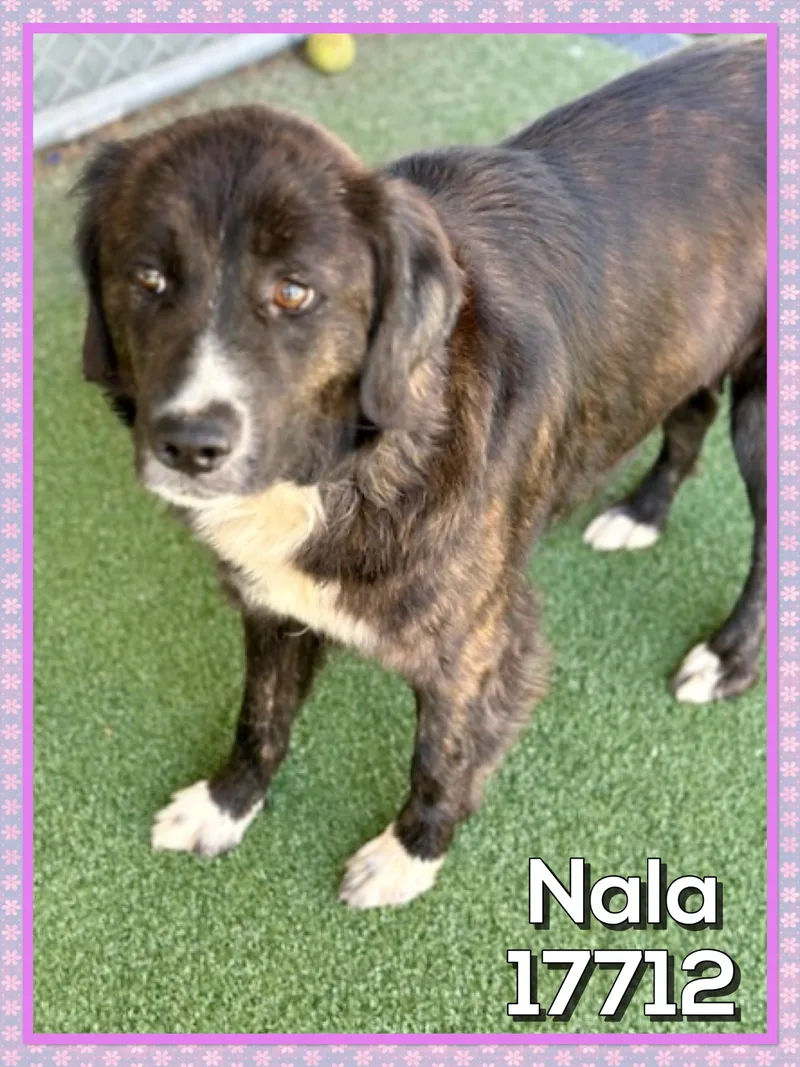 Nala thumbnail 3
