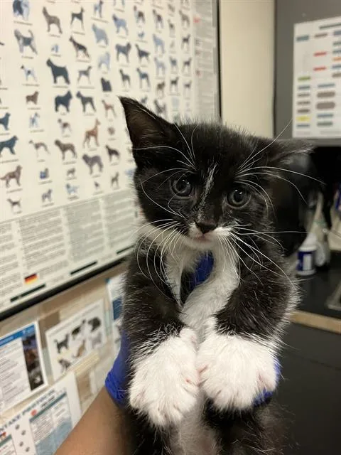 A baby small-sized female Domestic Short Hair cat named Mimi for adoption in Long Beach, CA