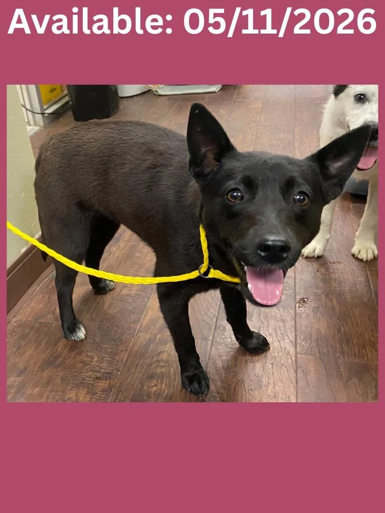 A young medium-sized female Cattle Dog dog named Dog Kennel for adoption in Greenville, TX