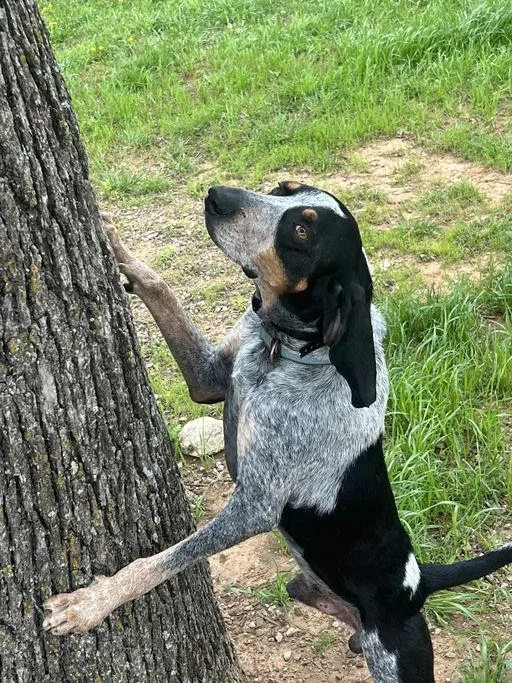 An adult large-sized male Bluetick Coonhound dog named True Blue for adoption in TULSA, OK