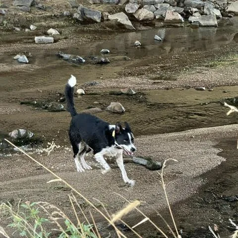 Loki